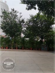 -重庆军科整形美容医院