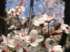 -上海虹桥迎宾馆