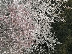 -武汉大学-樱园