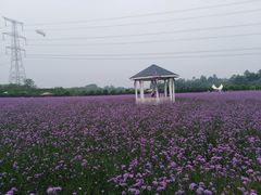 -紫颐香薰山谷景区