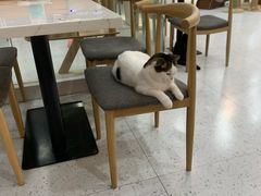 -喵园·猫主题咖啡厅·撸猫·猫咖(国贸店)