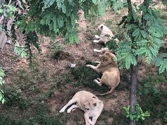 -石家庄市动物园