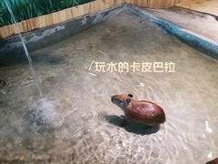 -绿色星球动物主题公园