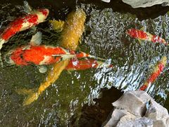 -鲤院·新中式美学·庭院餐厅(夫子庙店)