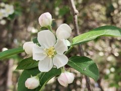 -郑州中国绿化博览园