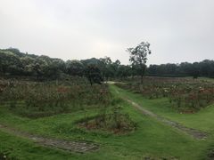 -宜兴龙背山森林公园