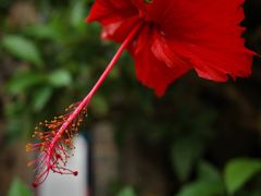 -朱家花园