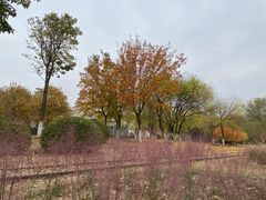 -永定河休闲森林公园