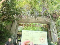 -西双版纳原始森林公园