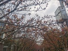 -高东镇樱花园