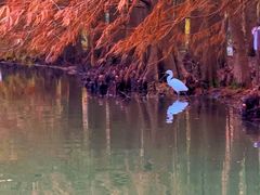 -上海海湾国家森林公园