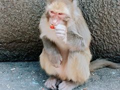 -白帝城·瞿塘峡景区