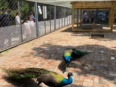 -长白岛森林公园