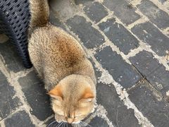 -喵屿·大理花园猫咖