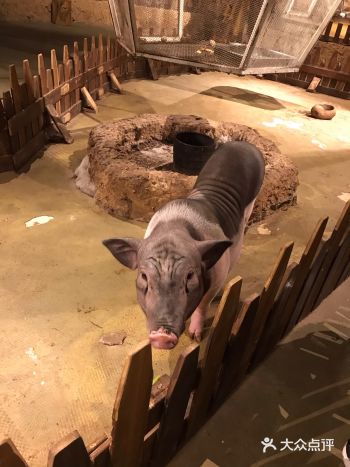 孩子特别喜欢，还希望领回家，实在太可爱啦！