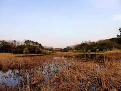 -长广溪湿地公园