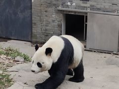 -都江堰中华大熊猫苑