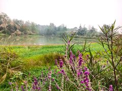 -桤木河湿地公园