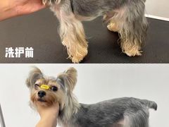 -comecome来吧宠物(奥克斯中心店)