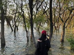 -宝安西湾红树林湿地公园