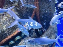 -波塞冬海底世界