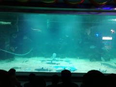 -石家庄海洋公园