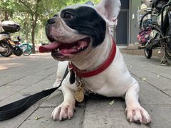 -北京赛佳动物医院