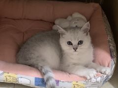 -宠颐生汉谟拉比宠物医院