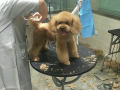 -暖阳宠物医院·犬猫康复中心·骨科