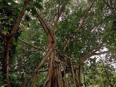-中国科学院西双版纳热带植物园
