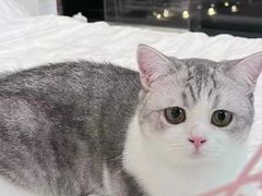 -Bastet sally猫舍购宠(静安店)