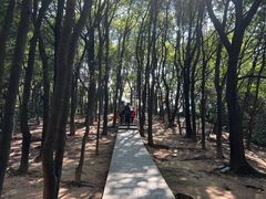 -火炉山森林公园