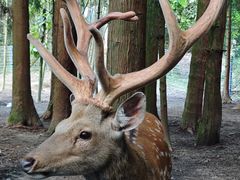 -武陵山森林公园