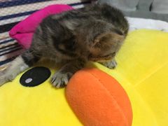 -纳吉亚猫专科动物医院博雅分院