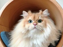 -伟伟宠物医院·CT影像中心·瑞派犬猫综合性门诊(汉口总院)