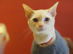 -猫色咖啡·猫咖
