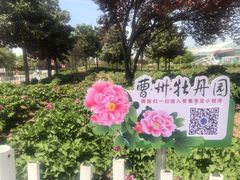 -曹州牡丹园