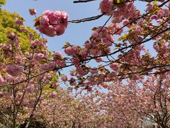 -高东镇樱花园