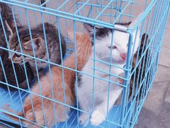 -桂林市花鸟市场