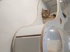 -楼上猫咖(罗湖店)