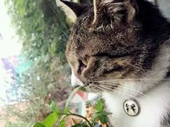 -海边的猫和咖啡馆
