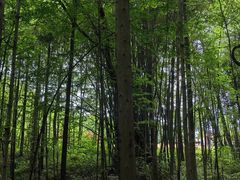 -桤木河湿地公园