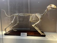 -国家自然博物馆