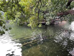 -荔湾湖公园