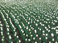 android_upload_pic-长春公园(普阳街道)