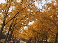 -三里屯东五街银杏大道