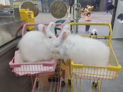 -极木²邸 人与宠物·互动社区