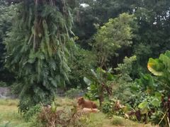 -海南热带野生动植物园