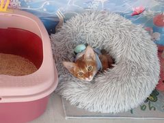-糯米喵星人总部直营旗舰店·猫舍·幼猫出售