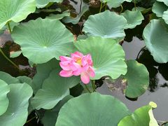 -上海鲜花港